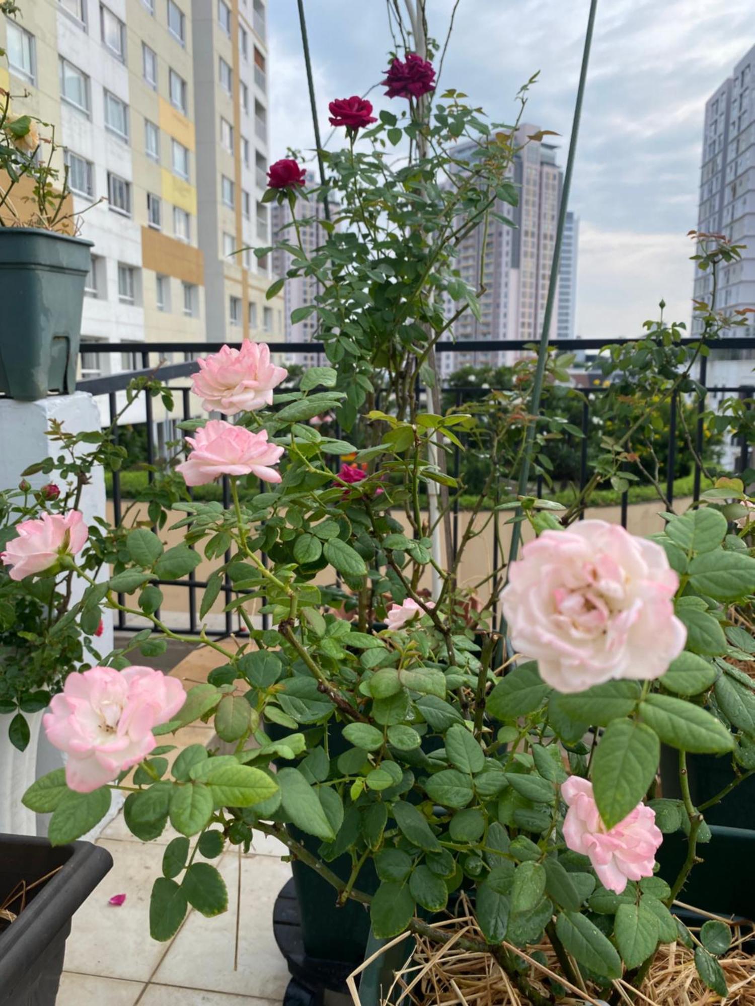 Homey Apartment Ho Şi Min Exterior foto